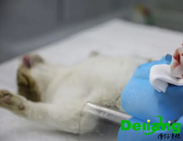 麻醉過多的現(xiàn)場處理